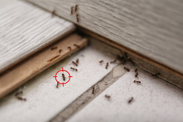 Pest Control Cost in Mason City, IL
