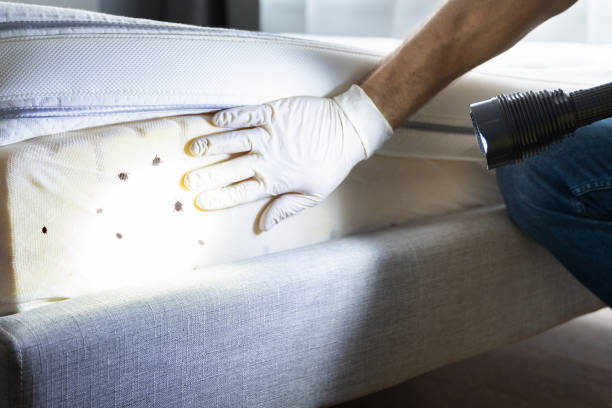 Best Cockroach Control Services  in Mason City, IL