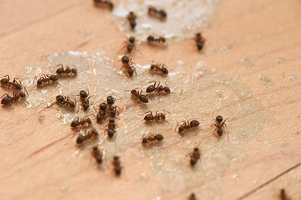 Best Local Pest Control Services  in Mason City, IL