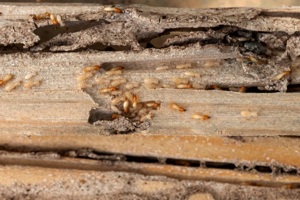 Best Pest Control for Businesses  in Mason City, IL