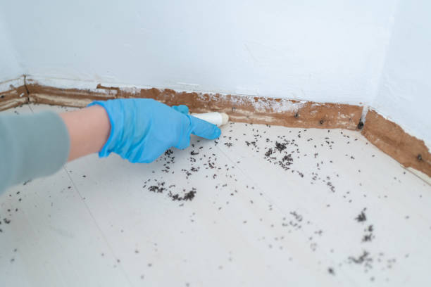 Best Residential Pest Control  in Mason City, IL